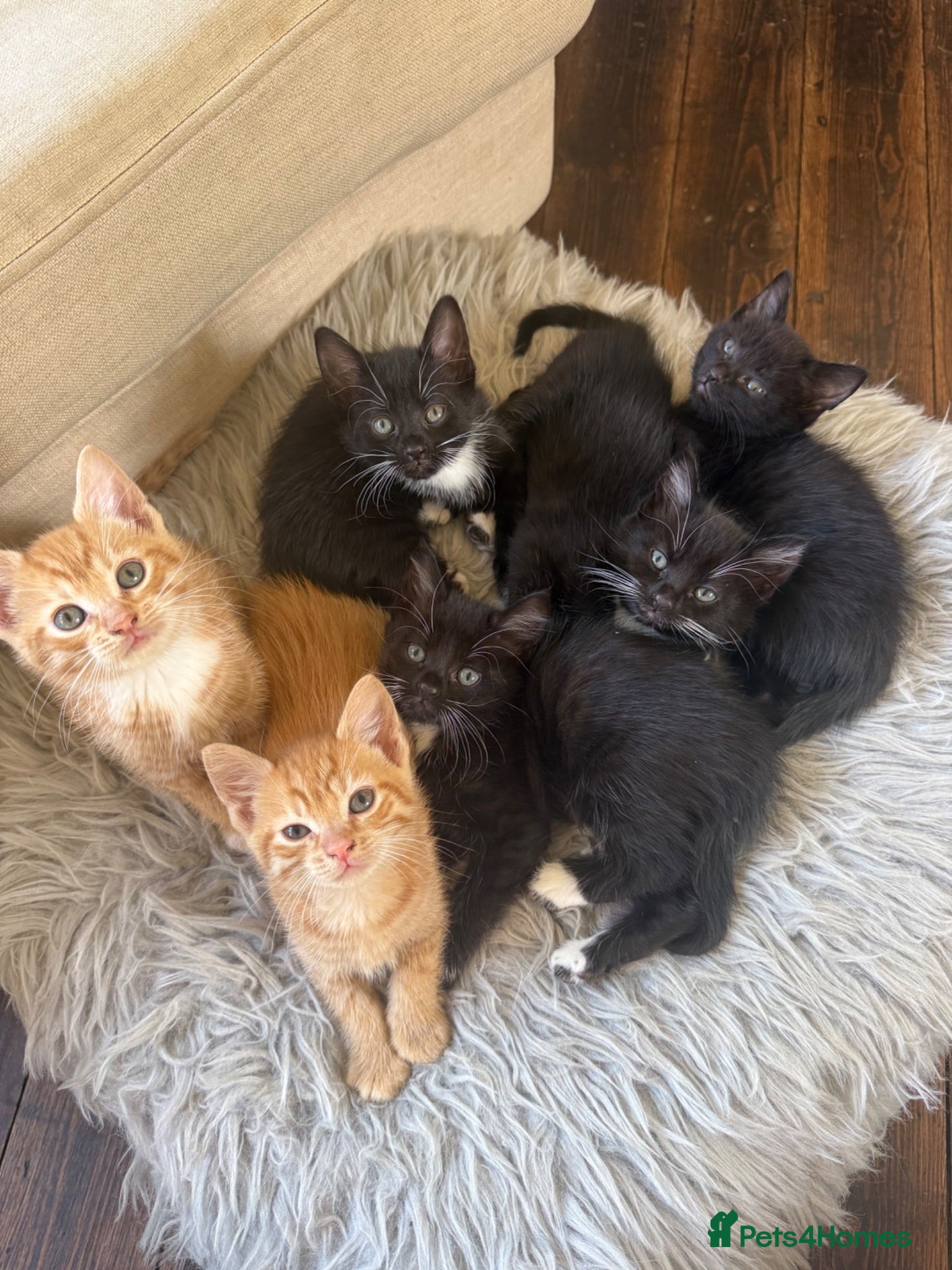 Mixed Breed cats Beautiful litter of 6 mixed Kittens  - Advert 14