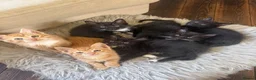 Mixed Breed cats for sale: Beautiful litter of 6 mixed Kittens  in Ashford - Advert 1