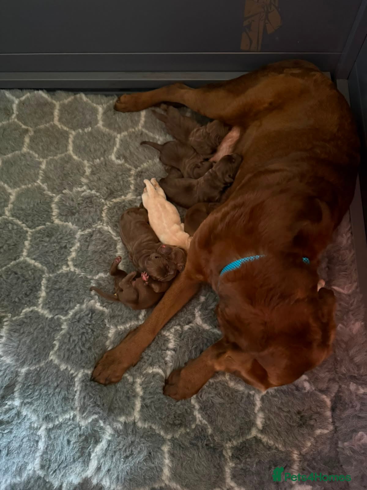 Labrador Retriever dogs Labrador puppies are now in the world - Advert 5