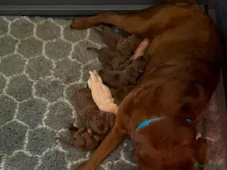 Labrador Retriever dogs Labrador puppies are now in the world - Advert 18