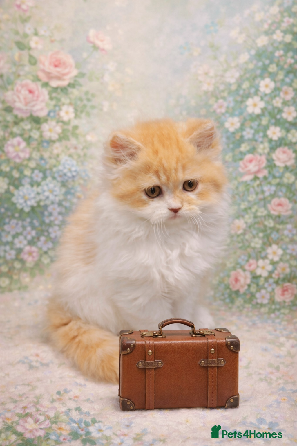 Persian cats 🐾 Meet Prince – our Gorgeous Little Gentleman 🐾 - Advert 1