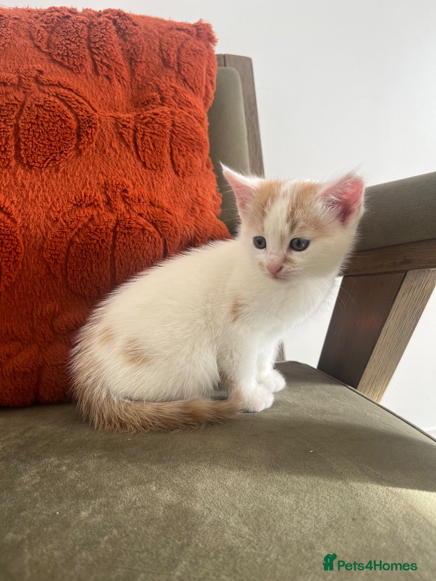 Mixed Breed cats for sale: Ginger & white female kitten  - Advert 3