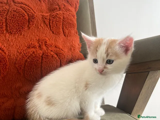 Mixed Breed cats for sale: Ginger & white female kitten - Advert 3