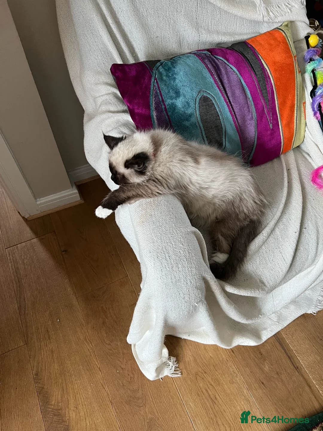 Ragdoll cats for sale: Ragdoll Brothers, 3yo, Neutered Pair, Microchipped - Advert 9