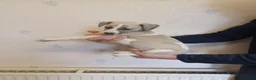 Whippet dogs for sale: Beautiful Pedigree Whippet Puppies  - Advert 5