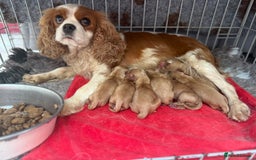 Cavapoo dogs for sale: Beautiful Health Tested F1 Cavapoos 🐶 - Image 1