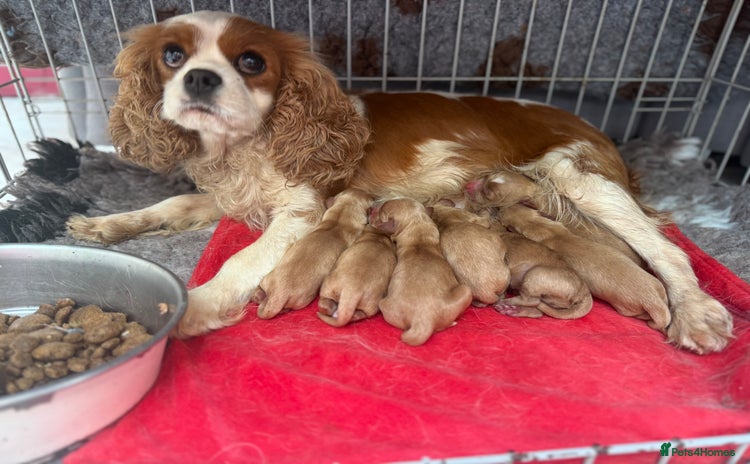 Cavapoo dogs - Advert 3