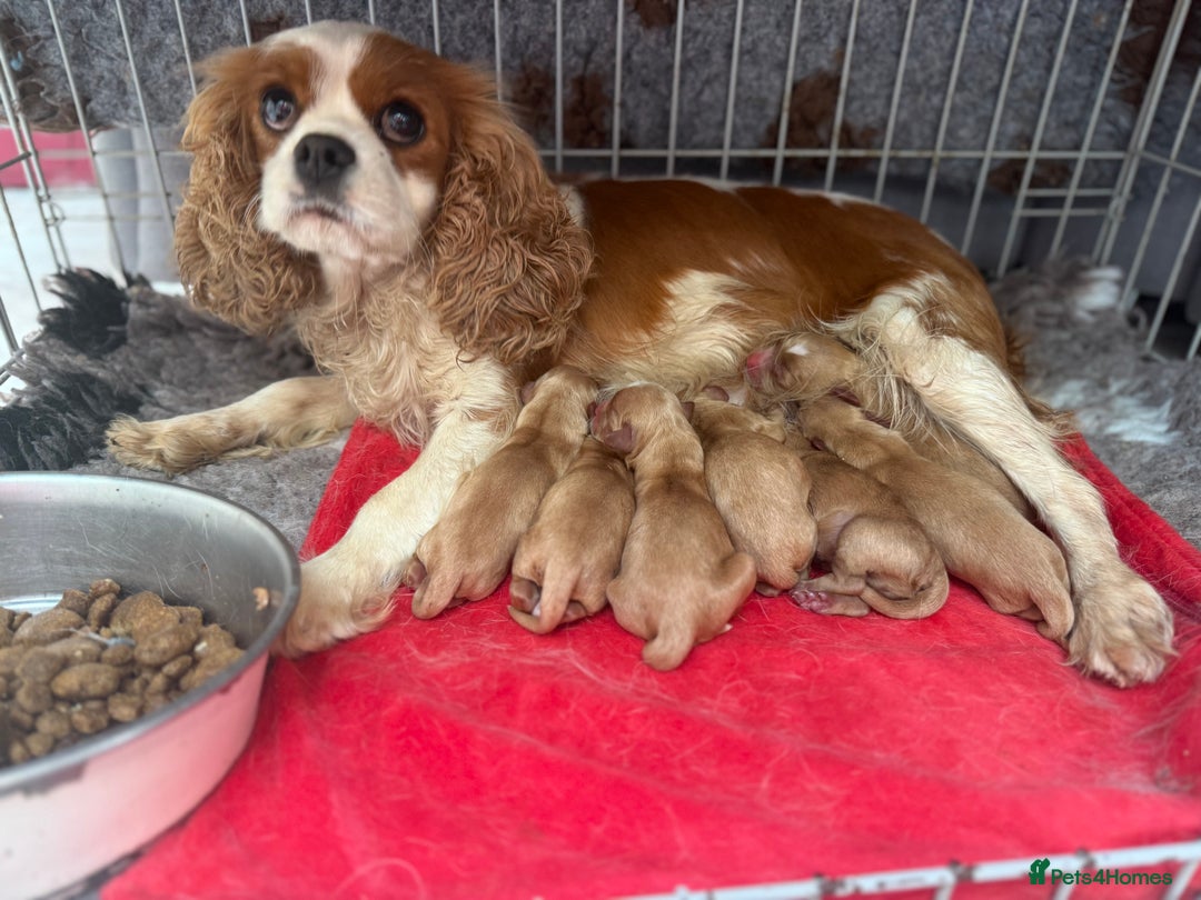 Cavapoo dogs for sale: Beautiful Health Tested F1 Cavapoos 🐶 - Image 1