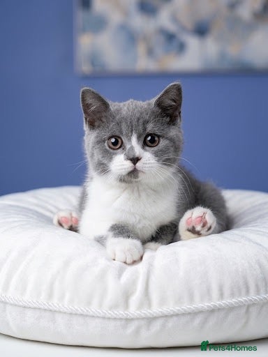 British Shorthair cats British shorthair kittens top pedigree reduced !  - Advert 1