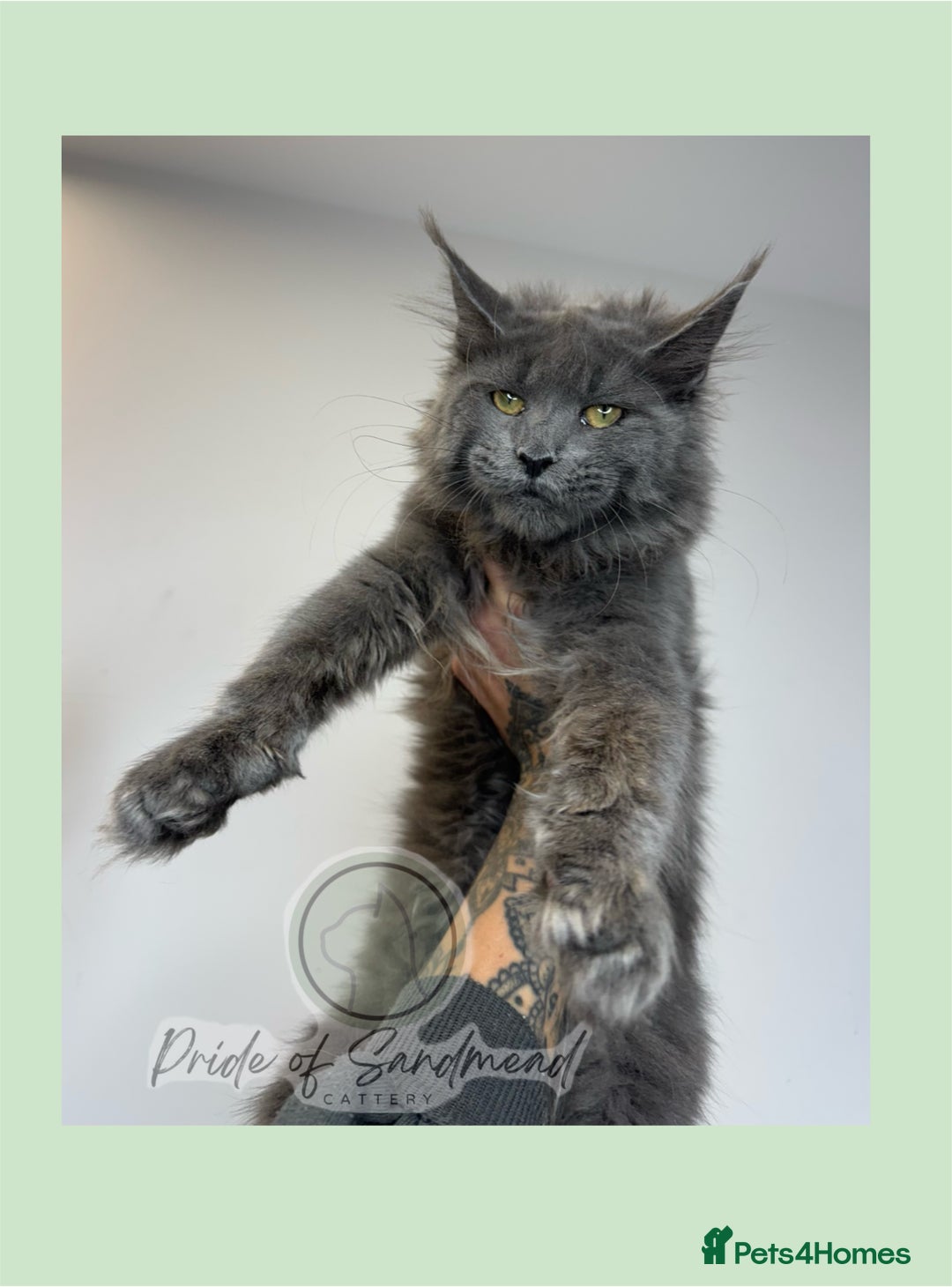 Maine Coon cats for sale: Russian Import Maine Coon Kittens  - Image 6
