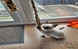 Ragdoll cats for sale: Male Ragdoll Kitten - Image 4