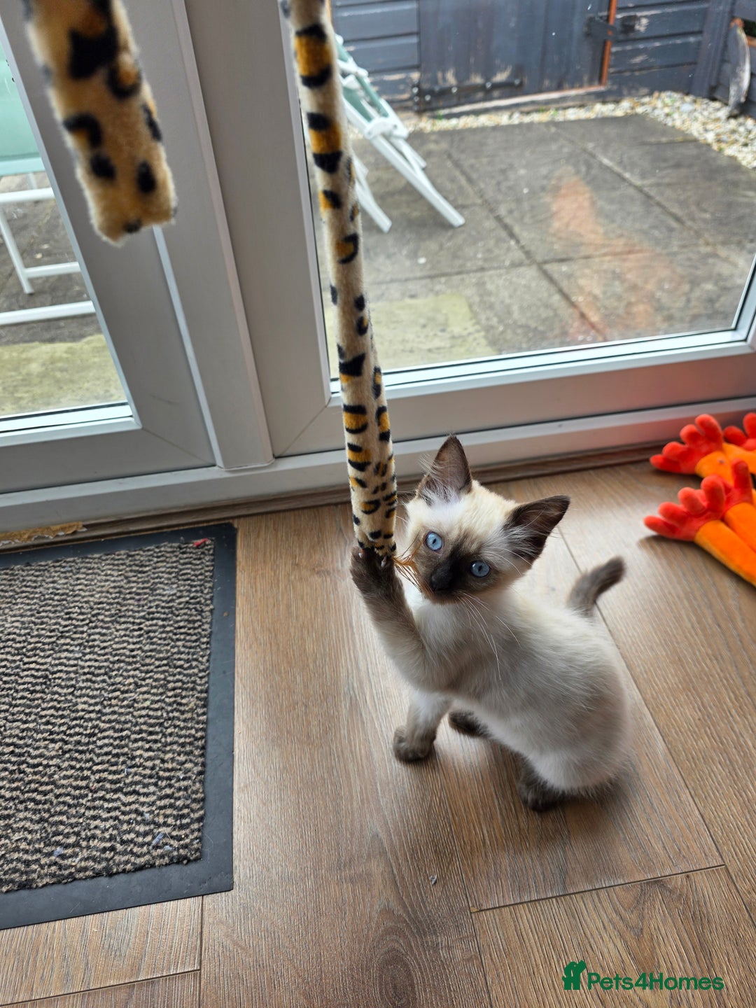 Ragdoll cats for sale: Male Ragdoll Kitten - Image 4