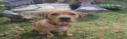 Labrador Retriever dogs for sale: Fox Red Labrador in Scarborough - Advert 5