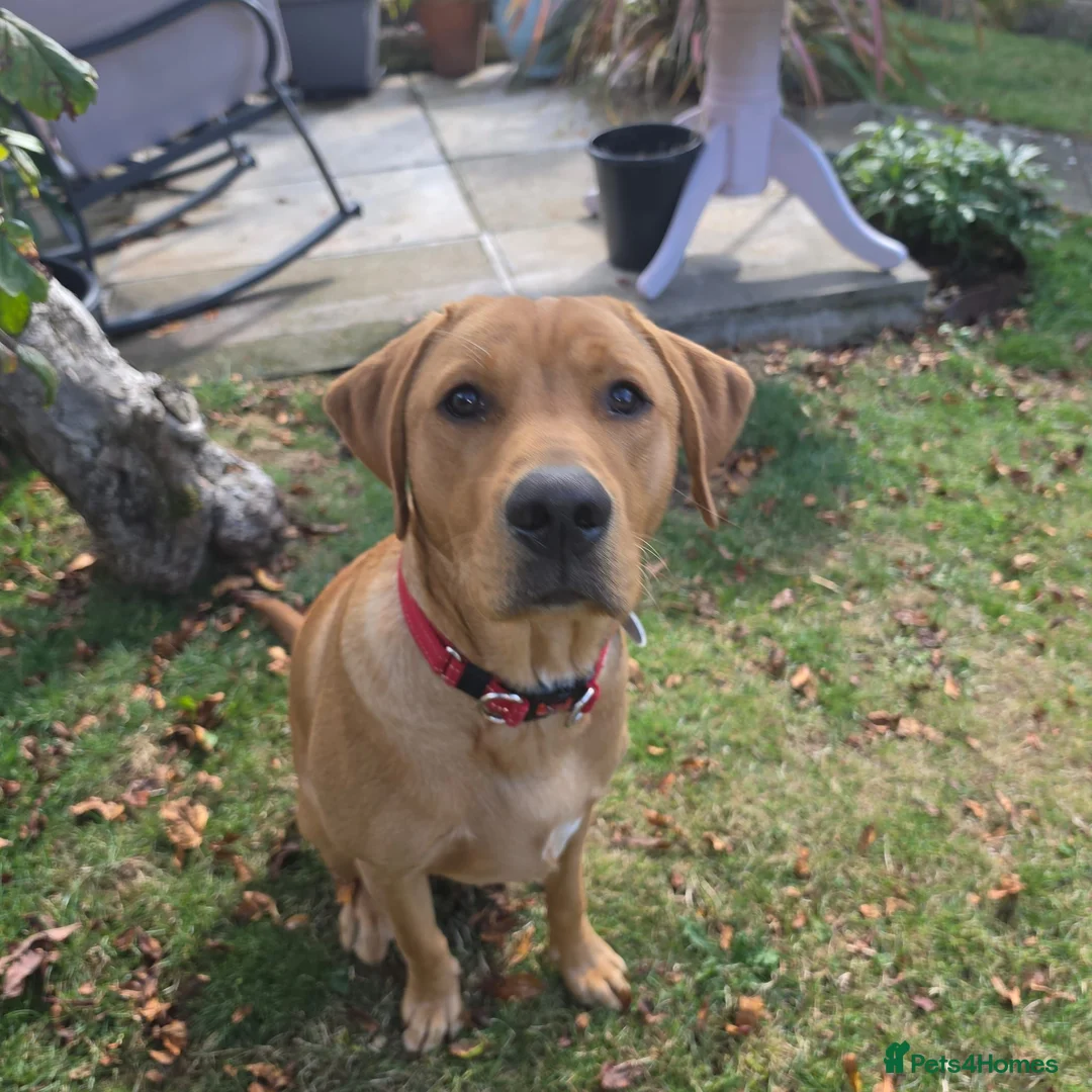 Labrador Retriever dogs for sale: Fox Red Labrador in Scarborough - Advert 5
