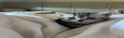 British Shorthair cats for sale: British shorthair tabby chinchilla cross kitens  in Bicester - Advert 4