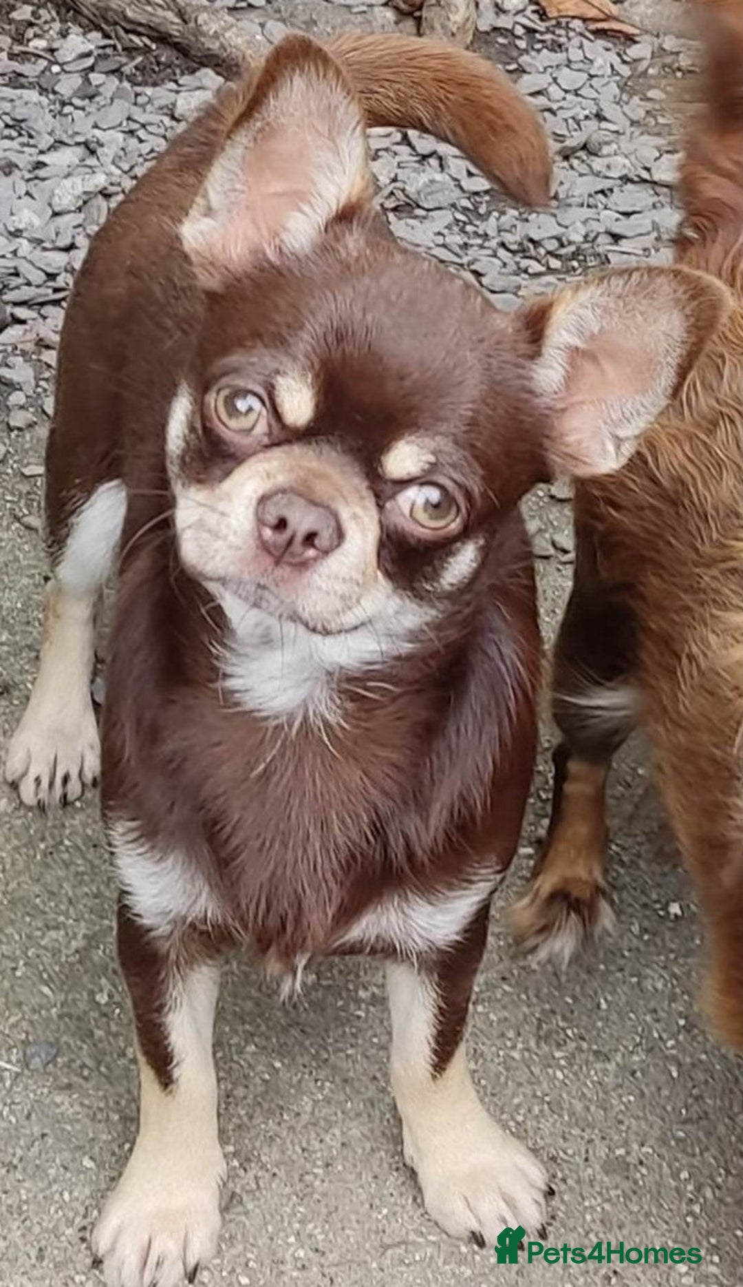 Chihuahua dogs for sale: Beautiful Chocolate Chihuahua Girls  - Advert 17