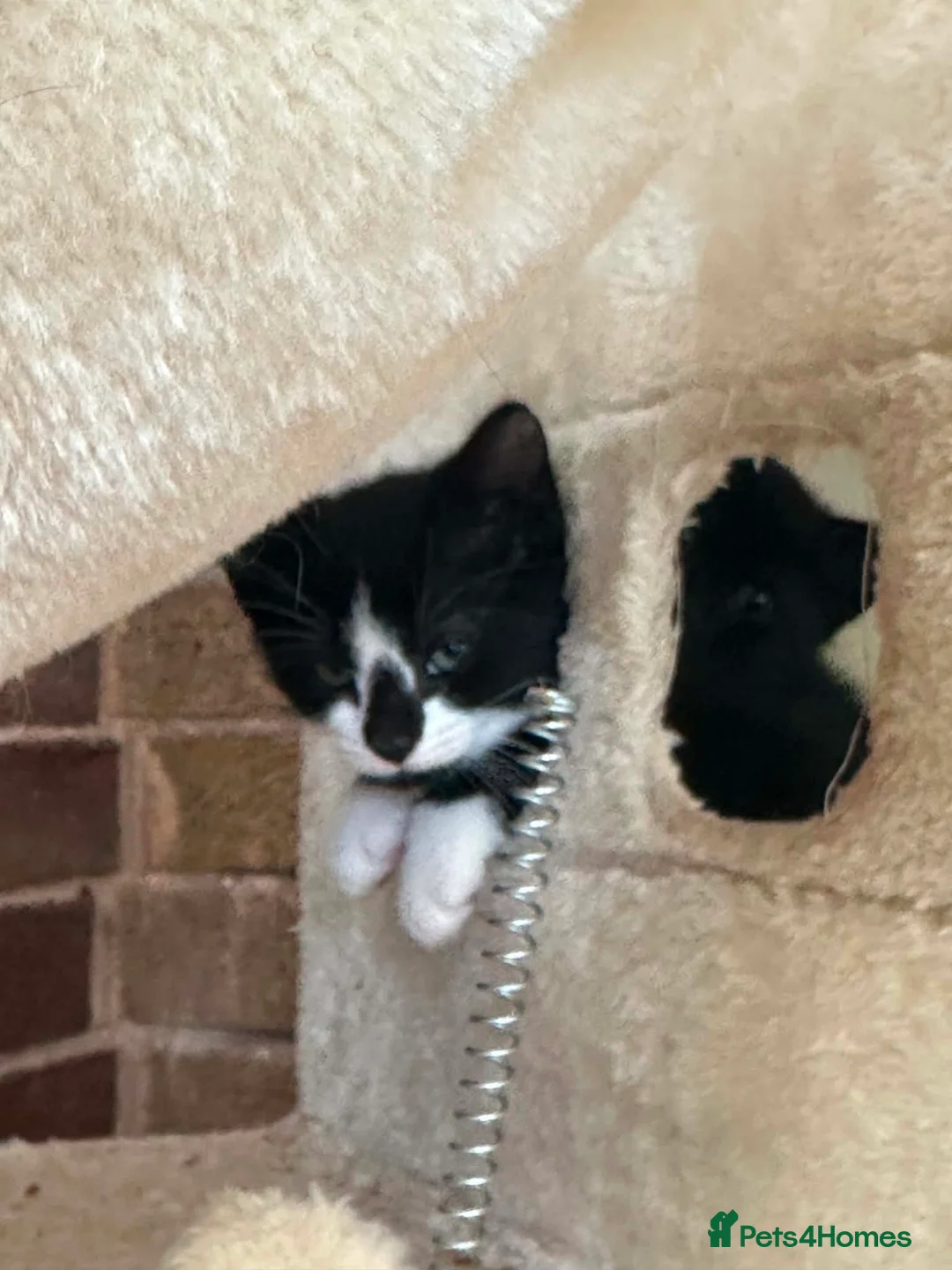 Mixed Breed cats for sale: Kittens  - Advert 2