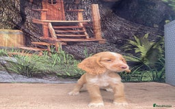 Cocker Spaniel dogs for sale: Cocker Spaniel puppies  - Image 7