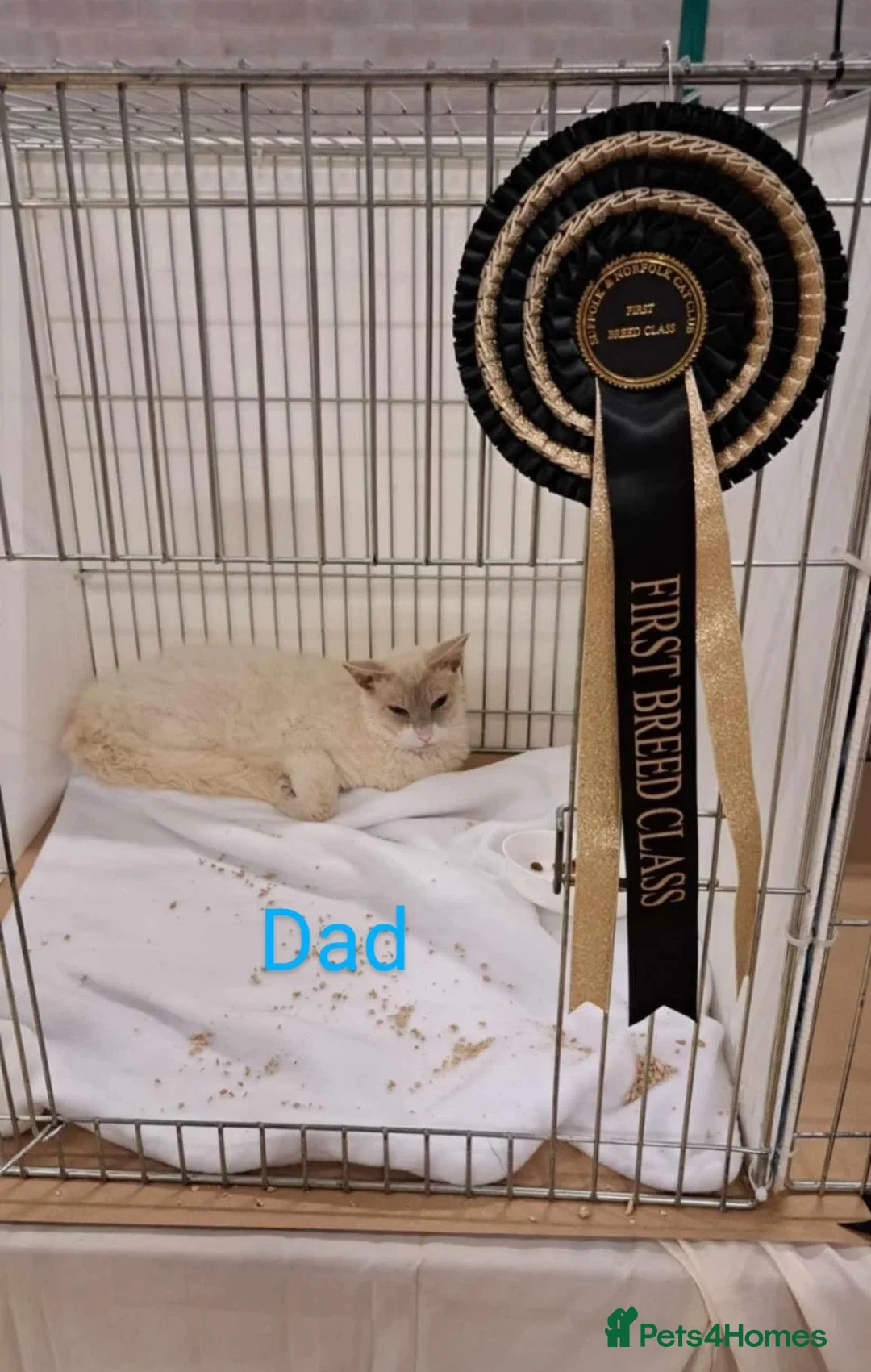 LaPerm cats for sale: Gentle Adult LaPerm male - Advert 5