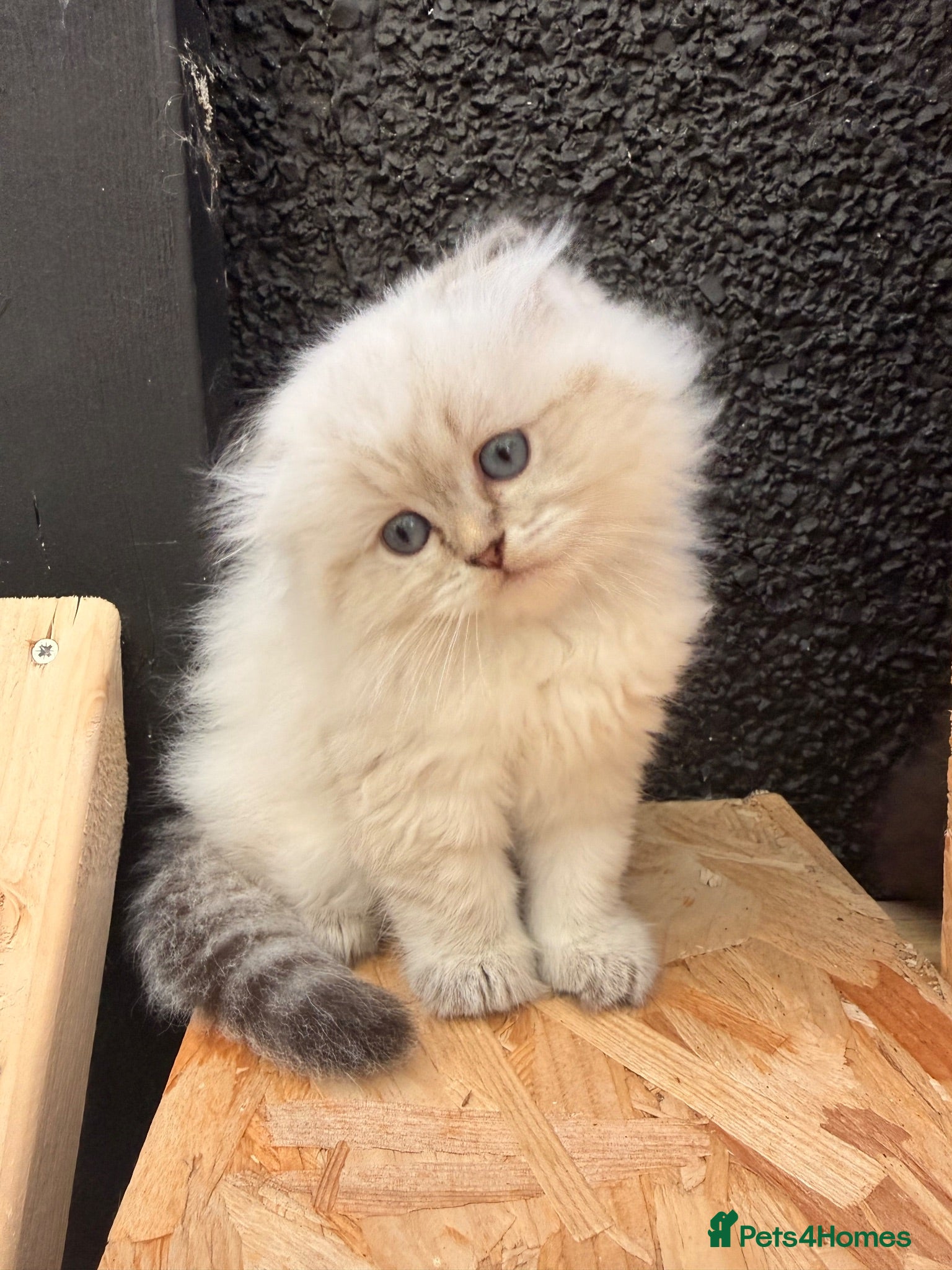 British Longhair cats Rainbow litter of show quality kittens  - Advert 1