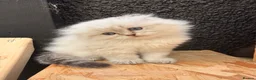 British Longhair cats for sale: Rainbow litter of show quality kittens  - Advert 15