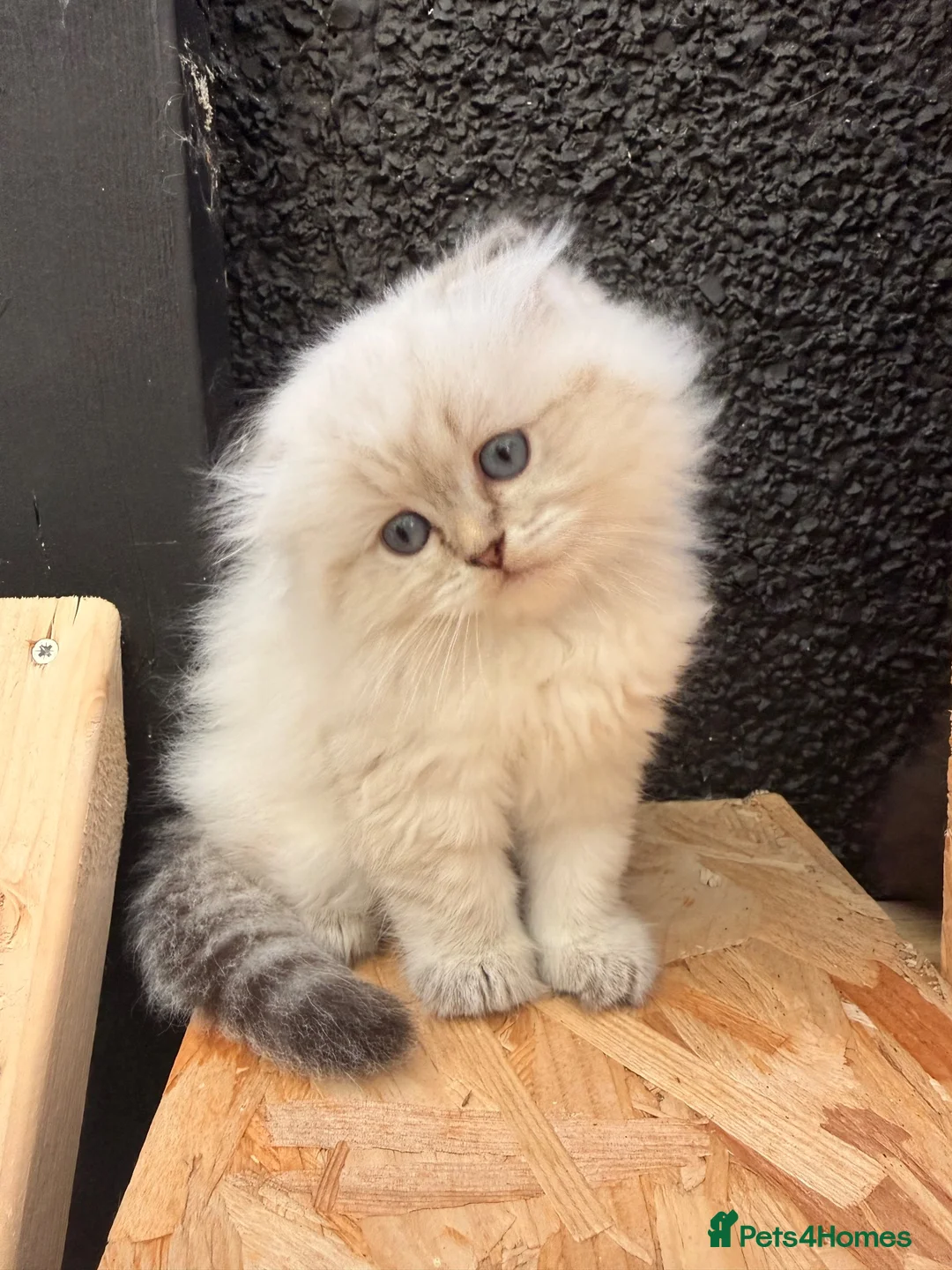 British Longhair cats for sale: Rainbow litter of show quality kittens  - Advert 2