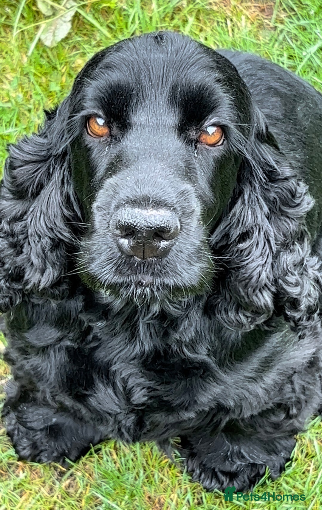 Cocker Spaniel dogs for sale: Show-Quality Cocker Spaniel Puppies  - Advert 4