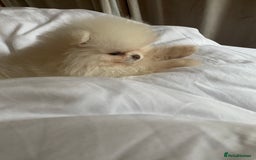 Pomeranian dogs for sale: Beautiful girl Pomeranian puppy for sale  - Image 2