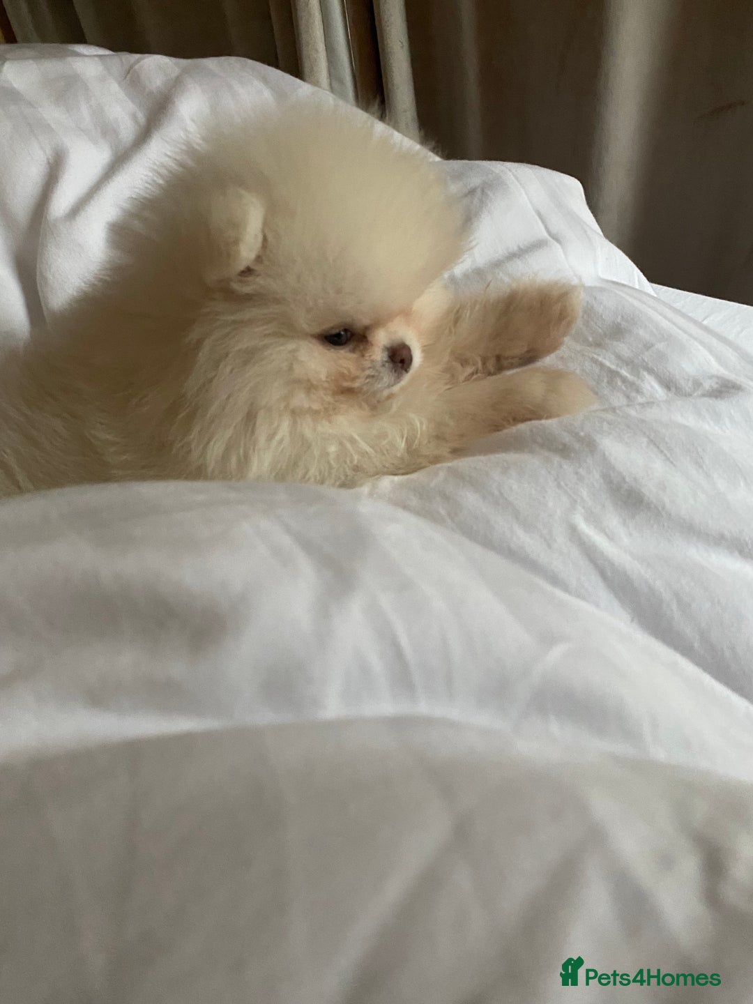 Pomeranian dogs for sale: Beautiful girl Pomeranian puppy for sale  - Image 2