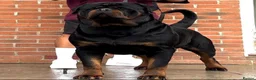 Rottweiler dogs for sale: 🏆 🦍 Elite Level Rottweiler Pups 🦍🏆 - Advert 26