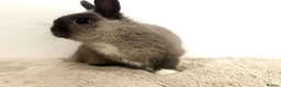 Netherland Dwarf rabbits for sale: Gorgeous Netherland dwarf male rabbit - Advert 5