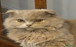 Scottish Fold cats for sale: 🩷Scottish fold kittens Ready Now 🩷 - Image 4