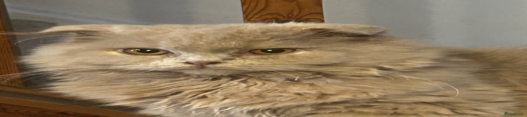 Scottish Fold Kitten 1