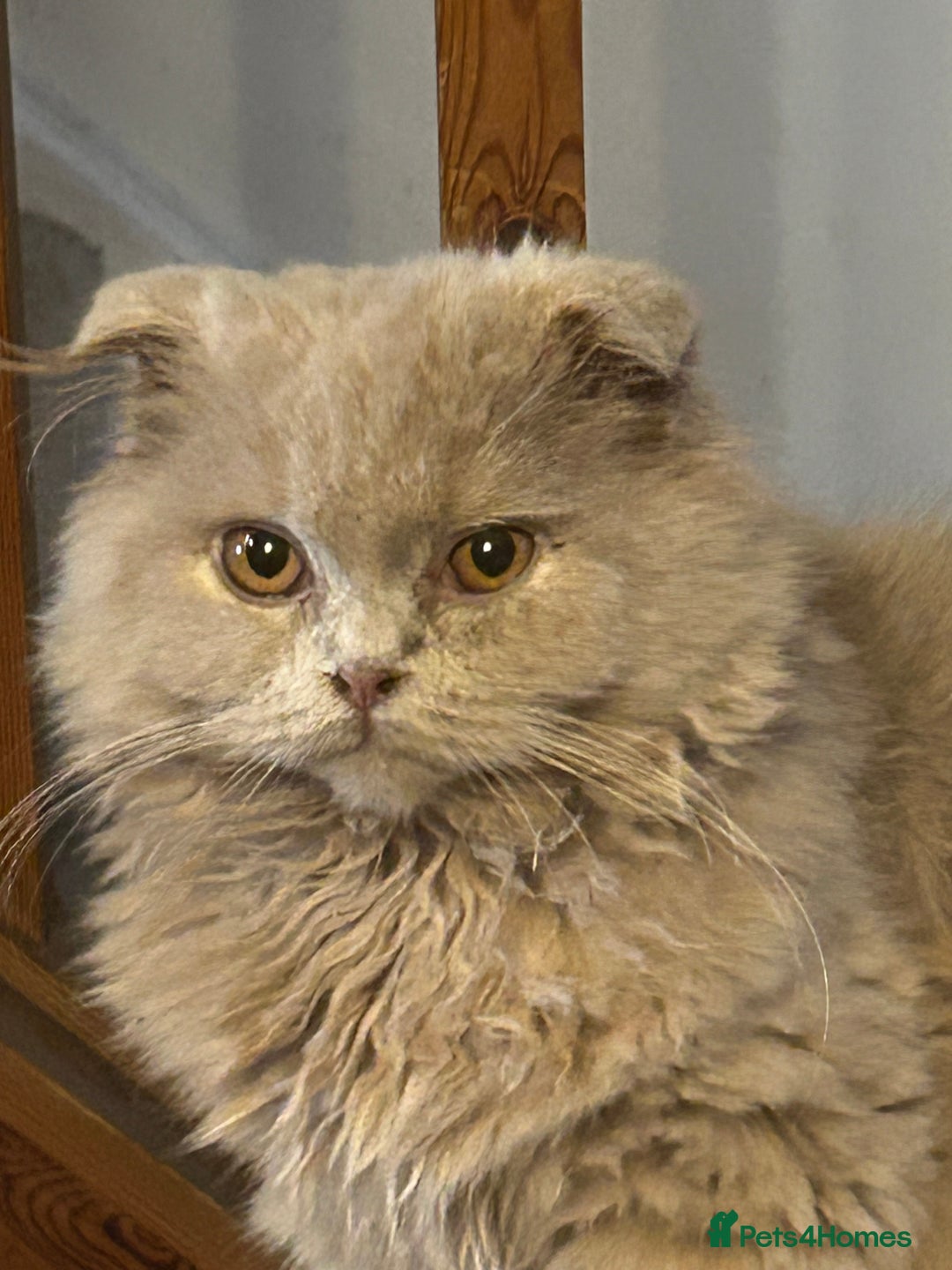 Scottish Fold cats for sale: 🩷Scottish fold kittens Ready Now 🩷 - Image 4