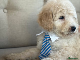 Mixed Breed dogs F1B SAINTBERNADOODLE CREAM BOY BLACK /WHITE GIRL - Advert 16