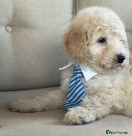 Mixed Breed dogs F1B SAINTBERNADOODLE CREAM BOY BLACK /WHITE GIRL - Advert 1