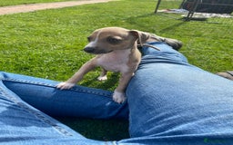 Italian Greyhound dogs for sale: Italian greyhound puppy’s  - Image 21