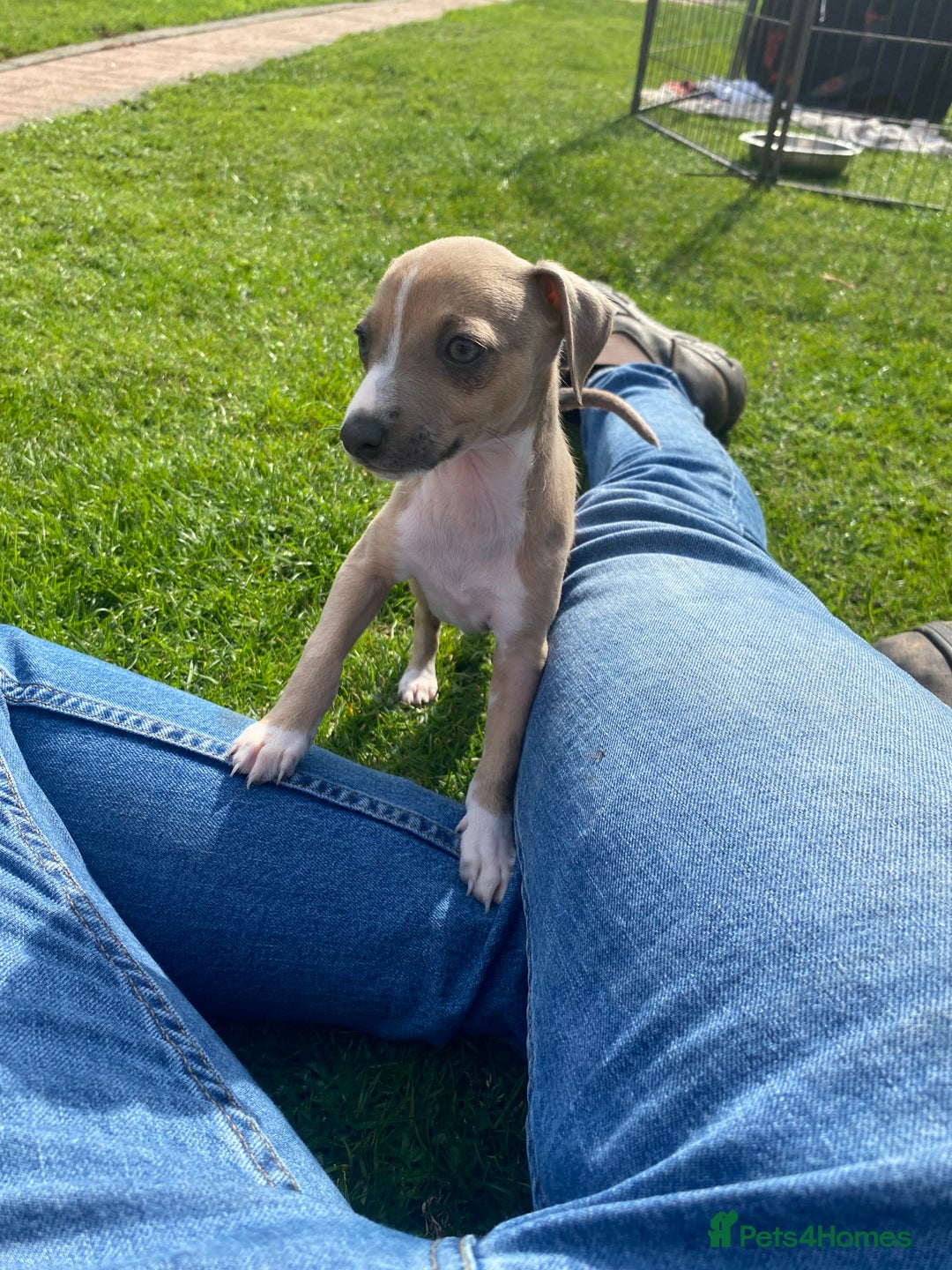 Italian Greyhound dogs for sale: Italian greyhound puppy’s  - Image 21