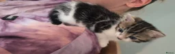 Mixed Breed cats for sale: 2 Kittens For Sale - Advert 12