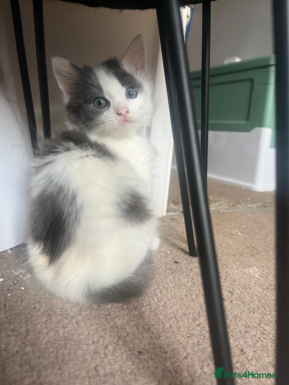 Mixed Breed cats Kittens available  - Advert 2