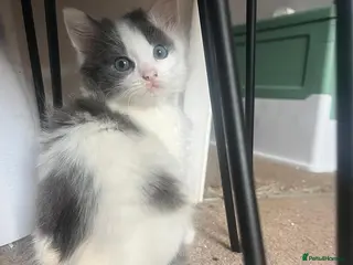 Mixed Breed cats Kittens available - Advert 2