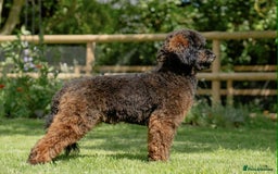 Cockapoo dogs for sale: Outstanding Cockapoos Puppies. 4 boys💙 2 girls 💗 - Image 39