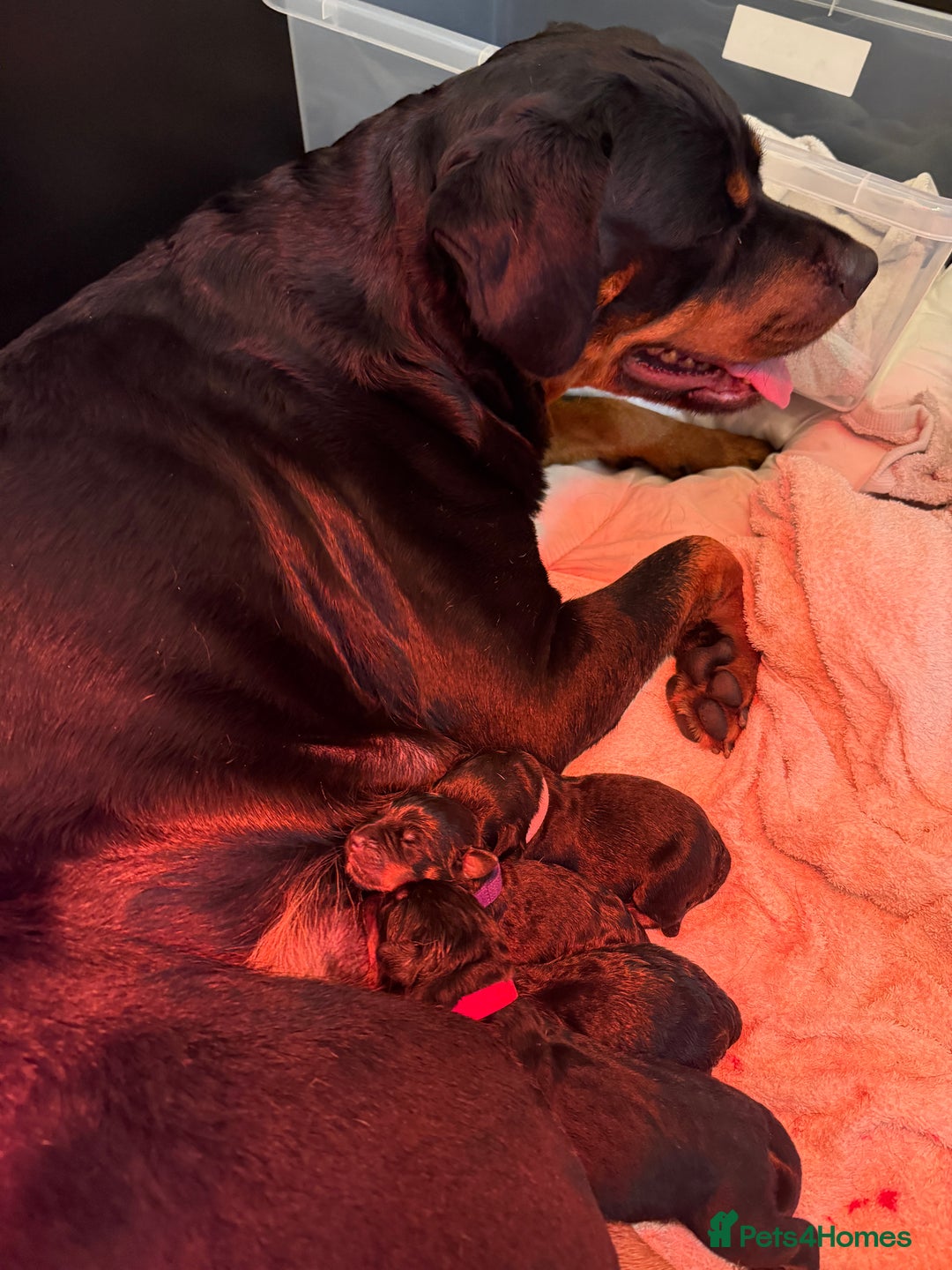 Rottweiler dogs for sale: The Warren litter! - Advert 7