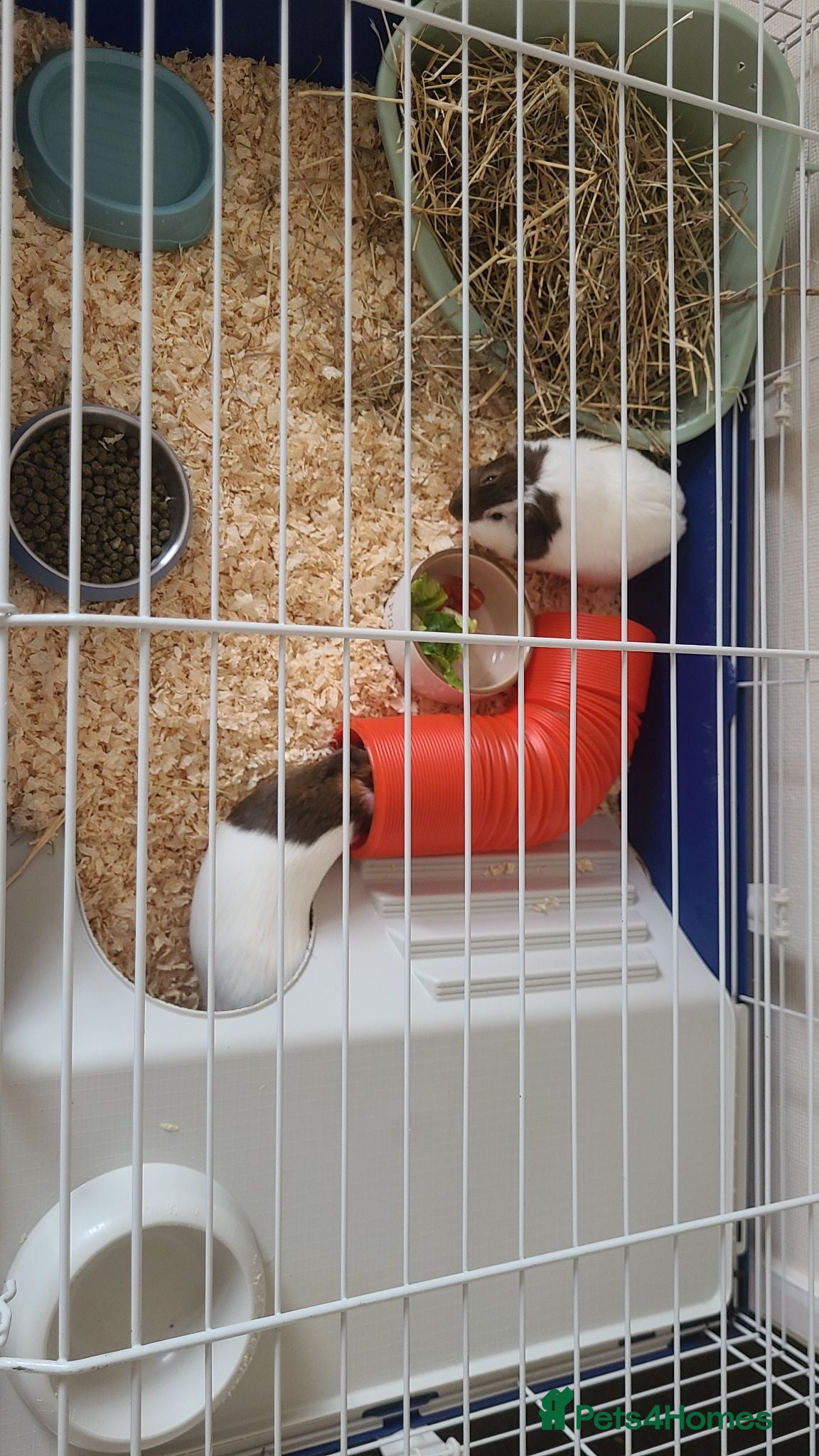 Guinea Pig rodents 2 female Guinea pigs  - Advert 3