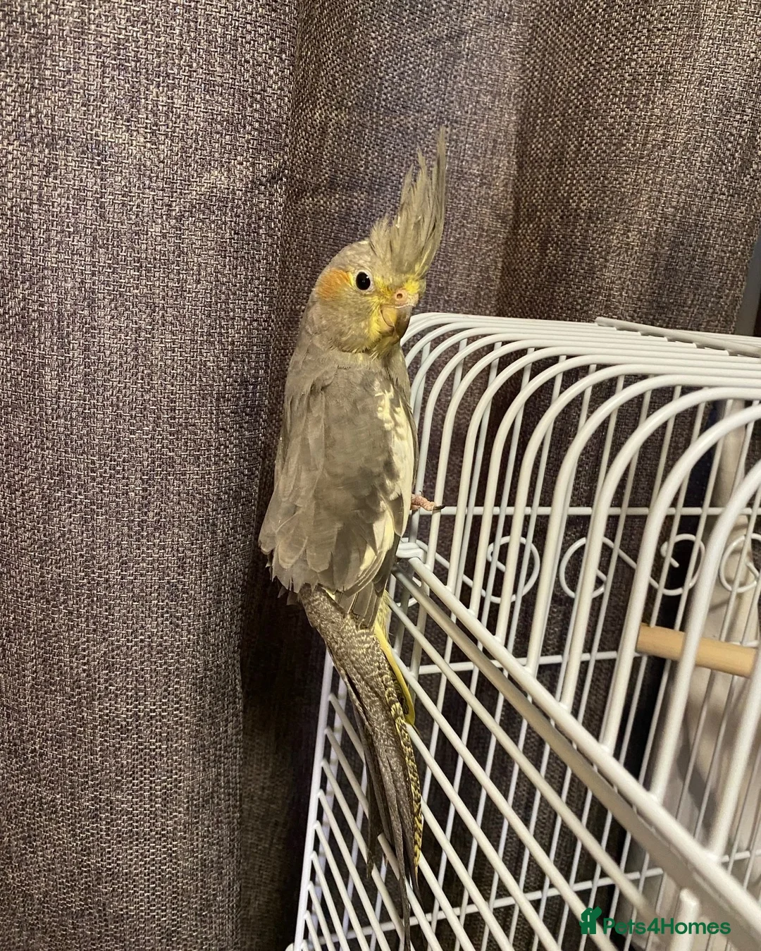Cockatiels birds for sale: Cockatiels and cage for sale in Feltham - Advert 2