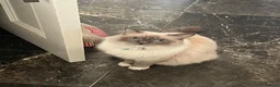 Ragdoll cats for sale: Ragdoll with blue eyes and mitten paws. in Chigwell - Advert 11