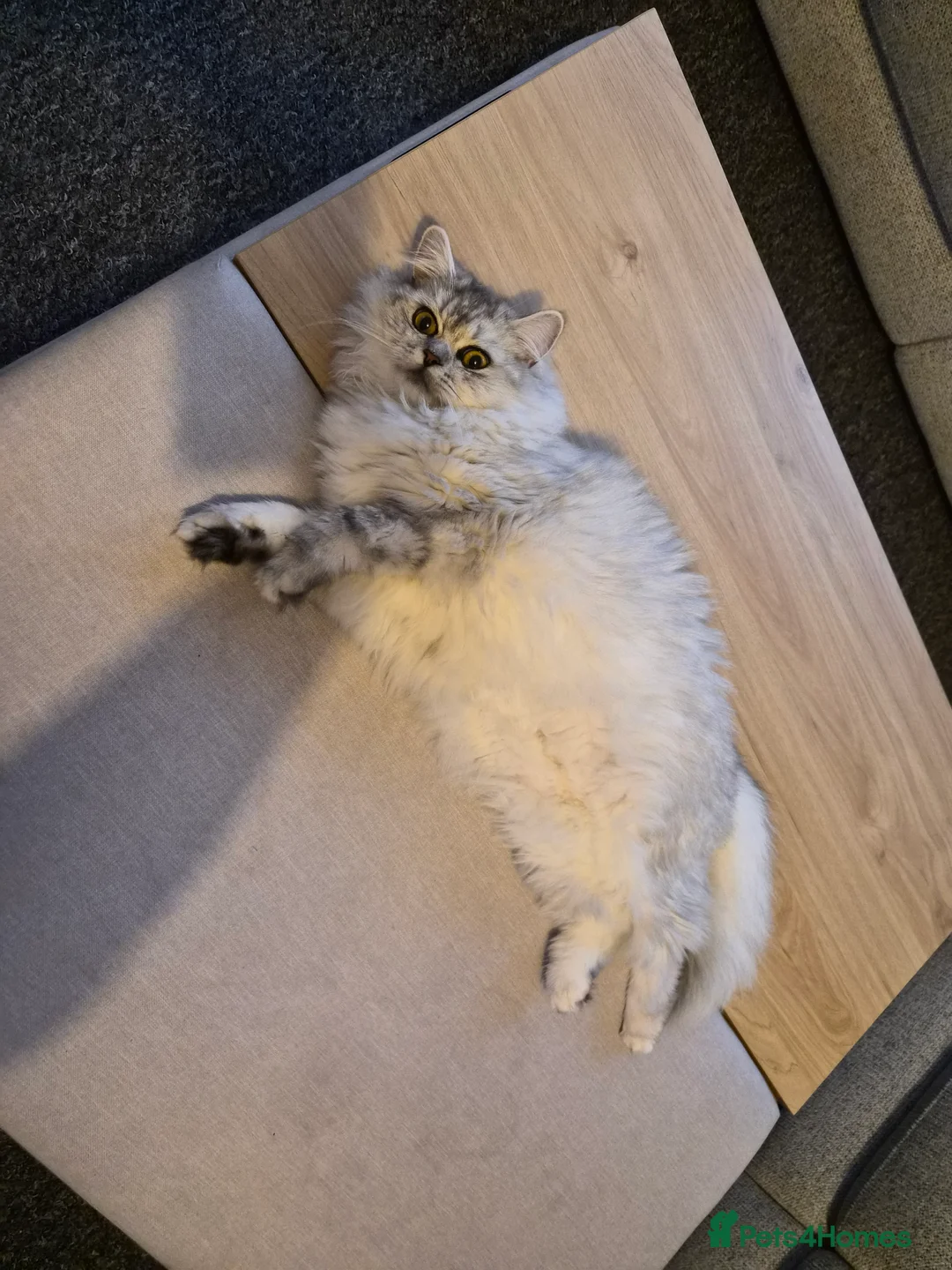 Persian cats for sale: Gorgeous Chincilla Perian kitten 😻 - Advert 3