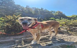 Mixed Breed dogs for sale: Big Golden Boy for Adoption  - Image 6