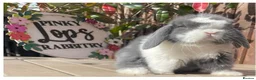 Mini Lop rabbits for sale: Beautiful mini lop bunnies for sale - Advert 2