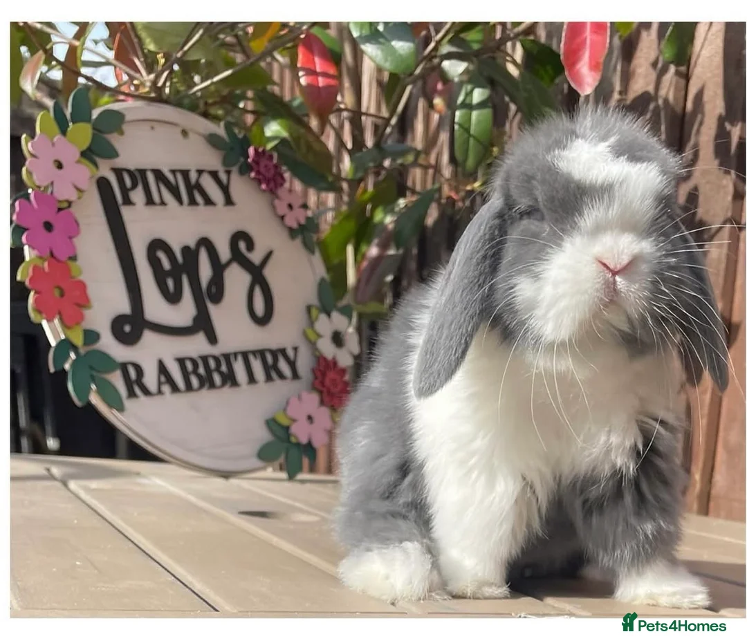 Mini Lop rabbits for sale: Beautiful mini lop bunnies for sale - Advert 2